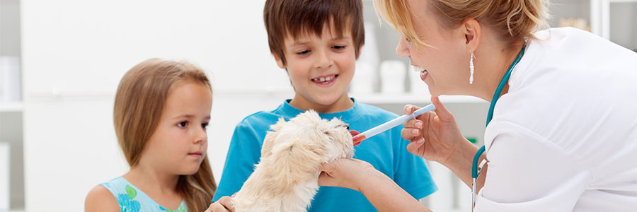 Medicines – Veterinary medical products